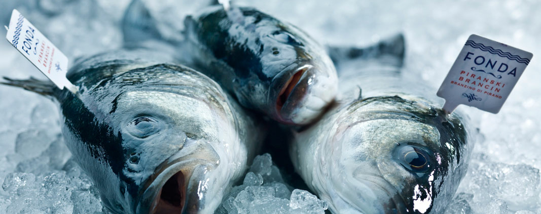 Fisch - Biologischer Branzino