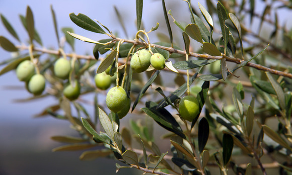 Vielfältigen Auswahl an Olivenölen Wien - La Salvia