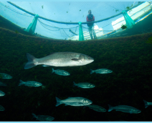 Biologischer Wolfsbarsch Branzino aus Piran