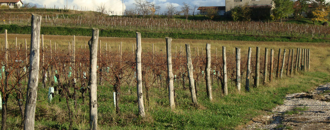 Colli Orientali del Friuli - Weinregionen