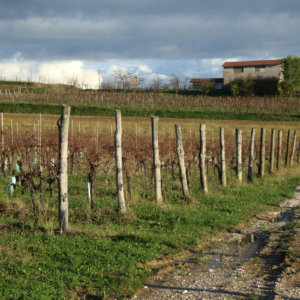 Colli Orientali del Friuli