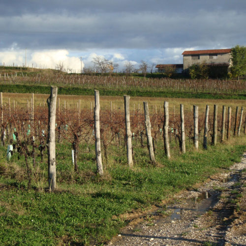 Colli Orientali del Friuli