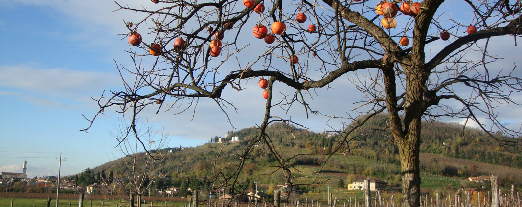 Collio Friulano