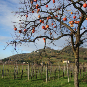 Collio