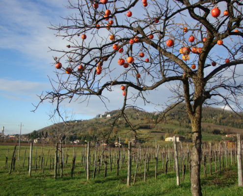 Collio Friulano