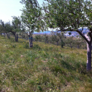 Fleur de Sel - In den Salinen im Naturpark Secovlje bei Piran (Slowenien) wird seit hunderten Jahren Salz hergestellt