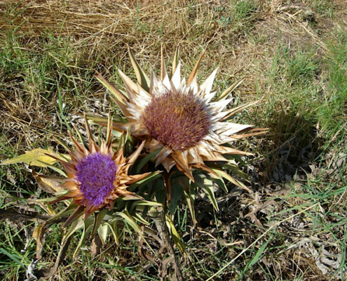 Fleur de Sel - In den Salinen im Naturpark Secovlje bei Piran (Slowenien) wird seit hunderten Jahren Salz hergestellt