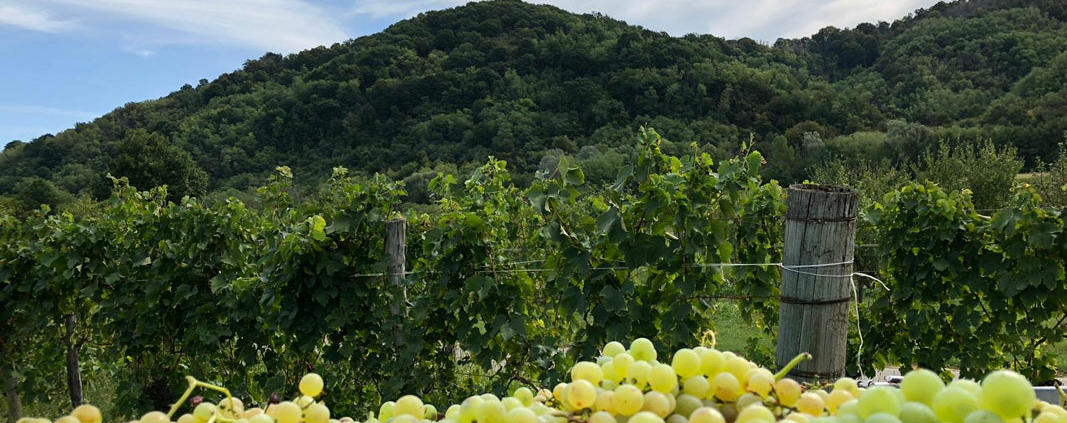 Isonzo - Malvasia La Mont Brach Collio