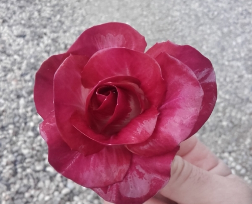 Radicchio Rosa dell´Isonzo