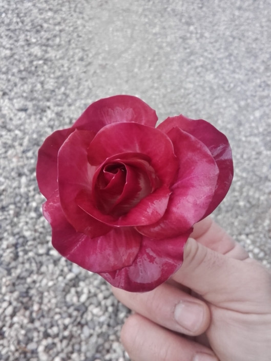 Radicchio Rosa dell´Isonzo