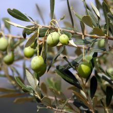Von der Olive zum Öl
