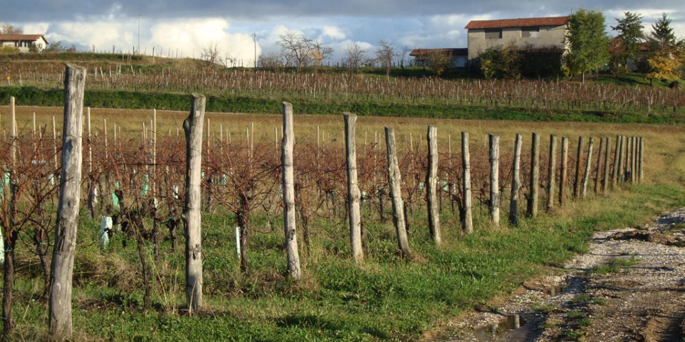 Colli Orientali del Friuli