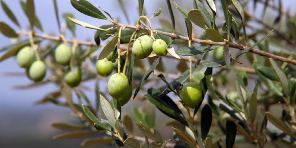 Von der Olive zum Öl