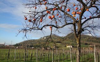 Collio Friulano