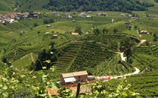 Prosecco di Valdobbiadene